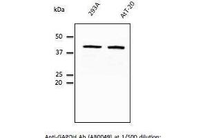 Endogenous ERP57- endoplasmic reticulum lumen marker detected With AB0004 at 1/500 dilunon, lysates at 100 µg per Iane and rabbit polyclonal to goat lµg (HRP) at 1/10,000 dilution,