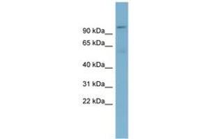 TBL3 antibody  (N-Term)