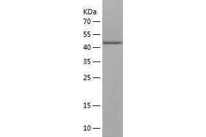 Western Blotting (WB) image for Tubulin, alpha 1a (Tuba1a) (AA 214-413) protein (His-IF2DI Tag) (ABIN7125523) (TUBA1A Protein (AA 214-413) (His-IF2DI Tag))