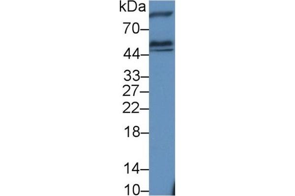 Hexosaminidase A antibody  (AA 318-529)