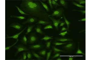 Immunofluorescence of purified MaxPab antibody to UBA7 on HeLa cell. (UBA7 antibody  (AA 1-1012))