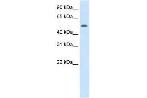 DIDO1 antibody used at 1. (DIDO1 antibody  (N-Term))