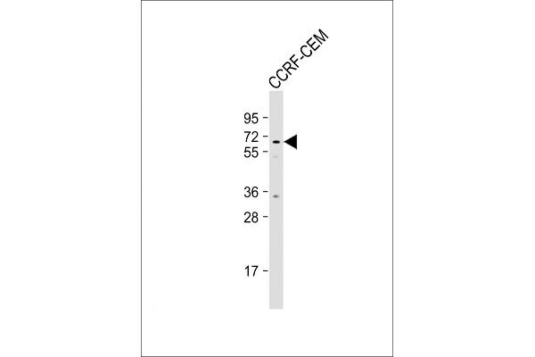 MSL2 antibody  (N-Term)