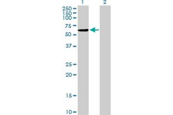 NAP1L2 antibody  (AA 1-460)
