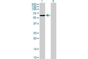Western Blot analysis of NAP1L2 expression in transfected 293T cell line by NAP1L2 MaxPab polyclonal antibody.