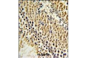 EXTL3 Antibody (N-term) (ABIN652990 and ABIN2842629) IHC analysis in formalin fixed and paraffin embedded testis tissue followed by peroxidase conjugation of the secondary antibody and DAB staining. (EXTL3 antibody  (N-Term))