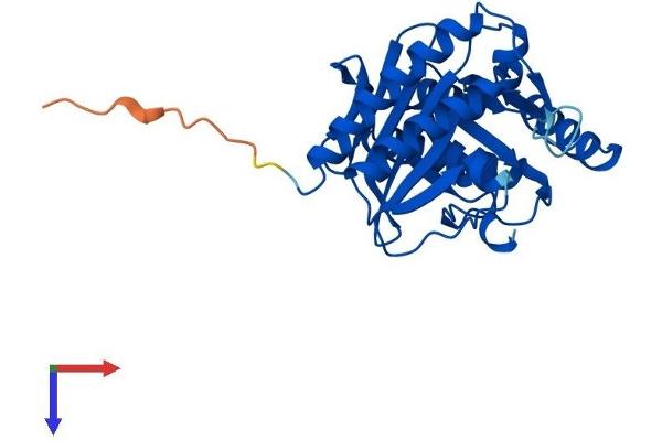 IMPA2 Protein (AA 1-290) (His tag)