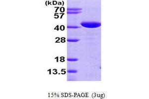 SDS-PAGE (SDS) image for Glutaredoxin 3 (GLRX3) (AA 1-335) protein (His tag) (ABIN666992) (GLRX3 Protein (AA 1-335) (His tag))
