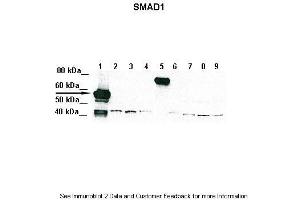 Lanes:   Lane 1: 5ug of transfected 293T lysate (SMAD1)  Lane 1: 5ug of transfected 293T lysate (SMAD2)  Lane 1: 5ug of transfected 293T lysate (SMAD3)  Lane 1: 5ug of transfected 293T lysate (SMAD4)  Lane 1: 5ug of transfected 293T lysate (SMAD5)  Lane 1: 5ug of transfected 293T lysate (SMAD6)  Lane 1: 5ug of transfected 293T lysate (SMAD7)  Lane 1: 5ug of transfected 293T lysate (SMAD8)  Lane 1: 5ug of transfected 293T lysate (GFP)  Primary Antibody Dilution:   1:1000  Secondary Antibody:   Goat anti-Rabbit IgG HRP Conjugated  Secondary Antibody Dilution:   1:10,000  Gene Name:   SMAD1  Submitted by:   Amanda Urick, Medical College of Wisconsin