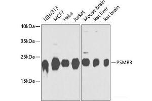 Western blot analysis of extracts of various cell lines using PSMB3 Polyclonal Antibody at dilution of 1:1000. (PSMB3 antibody)