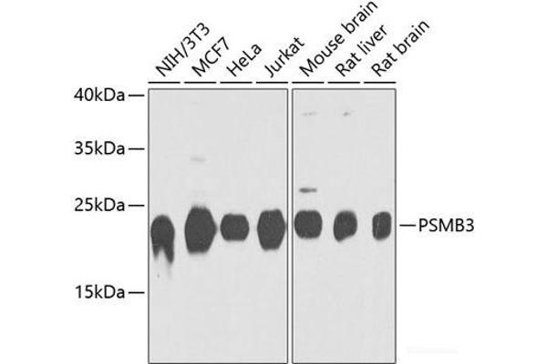 PSMB3 anticorps