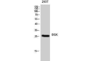 Western Blotting (WB) image for anti-Brain-Specific Homeobox (BSX) (C-Term) antibody (ABIN3183564) (BSX antibody  (C-Term))