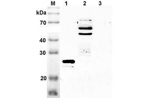 Western blot analysis using anti-SENP2 (mouse), pAb  at 1:2'000 dilution. (SENP2 antibody  (Catalytic Domain))