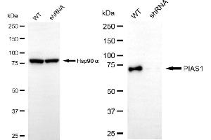 Western blotting analysis using PIAS1 antibody (ABIN7799978).