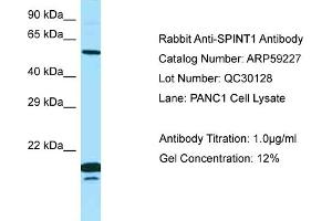 Western Blotting (WB) image for anti-serine Peptidase Inhibitor, Kunitz Type 1 (SPINT1) (N-Term) antibody (ABIN971774) (SPINT1 antibody  (N-Term))