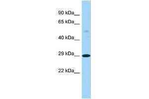 Host: Rabbit Target Name: PTCD3 Sample Type: RPMI-8226 Whole Cell lysates Antibody Dilution: 1. (PTCD3 antibody  (C-Term))