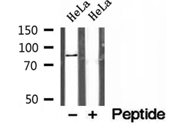 AFG3L2 antibody  (C-Term)