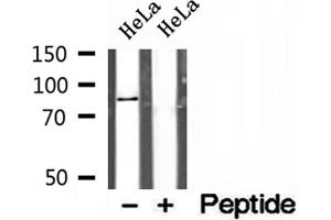 Western blot analysis of extracts of HeLa cells, using AFG3L2 antibody.