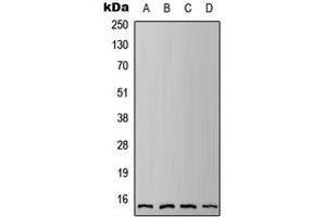 Western blot analysis of IFITM3 expression in HEK293T (A), HeLa (B), Raw264. (IFITM3 antibody  (N-Term))