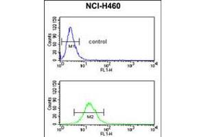 Flow cytometric analysis of NCI-H460 cells (bottom histogram) compared to a negative control cell (top histogram). (NEDD4 antibody  (C-Term))