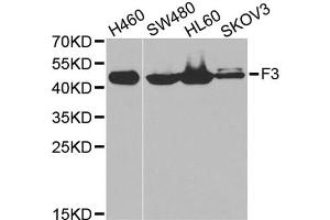 Western blot analysis of extracts of various cell lines, using F3 antibody (ABIN5970642) at 1/1000 dilution. (Tissue factor antibody)