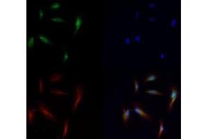 Immunofluorescence of Rabbit Anti-Histone H3 [Monomethyl Lys56] Antibody.