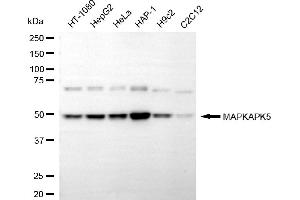 anti-Mitogen-Activated Protein Kinase-Activated Protein Kinase 5 (MAPKAPK5) antibody