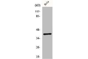 Western Blot analysis of Hela cells using ChemR23 Polyclonal Antibody (CMKLR1 antibody  (Internal Region))