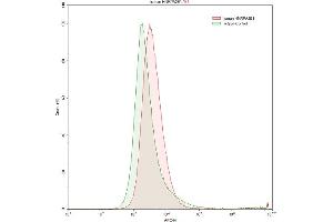 Detection of HNRPA2B1 in K562 human chronic myelogenous leukemia cell line using Polyclonal Antibody to Heterogeneous Nuclear Ribonucleoprotein A2/B1 (HNRPA2B1) (HNRNPA2B1 antibody  (AA 21-103))