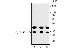 Western Blotting (WB) image for anti-Cyclin C (CCNC) (AA 290-303) antibody (ABIN967636) (Cyclin C antibody  (AA 290-303))
