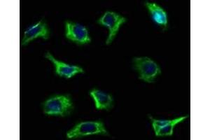 Immunofluorescence staining of A549 cells with ABIN7168513 at 1:100, counter-stained with DAPI.