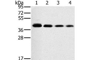 Western Blot analysis of 293T, A549, hela and PC3 cell using PTGER1 Polyclonal Antibody at dilution of 1:200