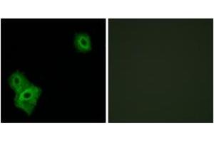 Immunofluorescence analysis of A549 cells, using AIFM3 Antibody. (AIFM3 antibody  (AA 10-59))