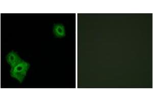 Immunofluorescence analysis of A549 cells, using AIFM3 Antibody. (AIFM3 antibody  (AA 10-59))