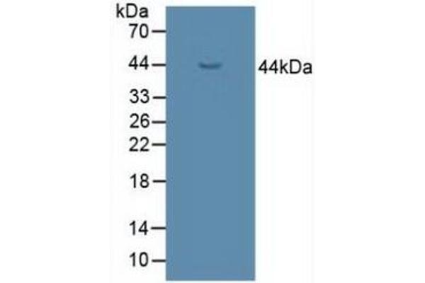 UGCG 抗体  (AA 39-171)