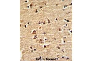 Immunohistochemistry (IHC) image for anti-Engrailed Homeobox 2 (EN2) antibody (ABIN3003224) (EN2 antibody)