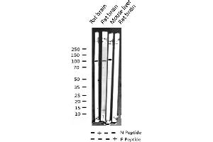 Western blot analysis of Phospho-ATPase (Ser16) expression in various lysates (ATP1A1 antibody  (pSer16))