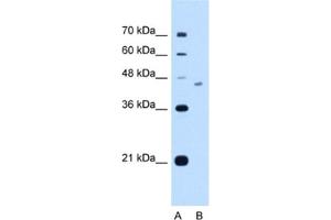 Western Blotting (WB) image for anti-FIC Domain Containing (FICD) antibody (ABIN2463017) (FICD antibody)