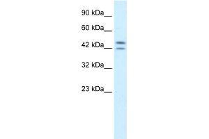 WB Suggested Anti-PER3 Antibody Titration:  0. (PER3 antibody  (N-Term))