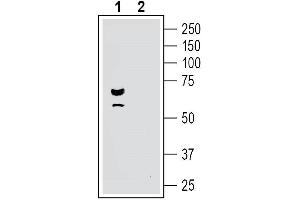 Western blot analysis of human SH-SY5Y neuroblastoma cell line lysate:1.