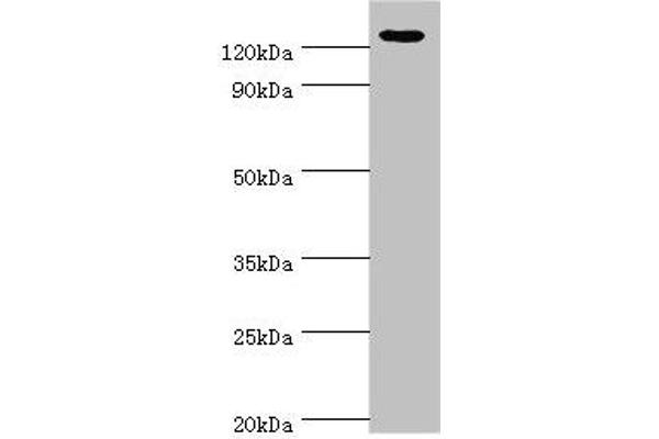 NLRP2 antibody  (AA 1-220)