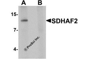 Western Blotting (WB) image for anti-Succinate Dehydrogenase Complex Assembly Factor 2 (Sdhaf2) (N-Term) antibody (ABIN1031558) (Sdhaf2 antibody  (N-Term))