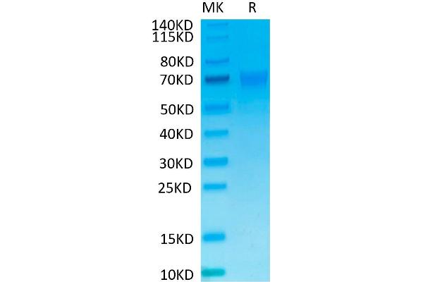 NCR1 Protein (mFc Tag)