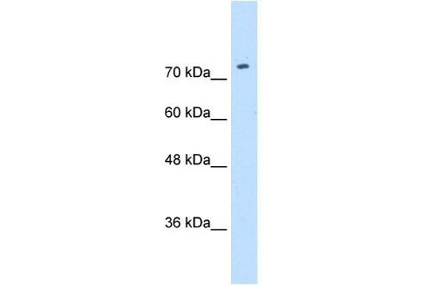 SLC7A1 antibody  (N-Term)