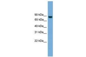 Image no. 1 for anti-Exocyst Complex Component 8 (EXO84) (N-Term) antibody (ABIN6745024) (EXOC8 antibody  (N-Term))