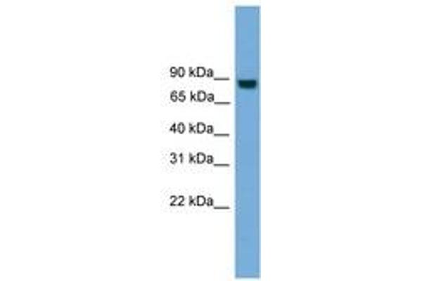 EXOC8 antibody  (N-Term)