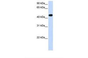 Image no. 1 for anti-Arylacetamide Deacetylase (Esterase) (AADAC) (AA 38-87) antibody (ABIN6738140) (AADAC antibody  (AA 38-87))
