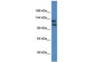 Image no. 1 for anti-Potassium Channel, Subfamily T, Member 1 (KCNT1) (AA 706-755) antibody (ABIN6746307) (KCNT1 antibody  (AA 706-755))
