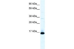 TCF21 antibody  (N-Term)