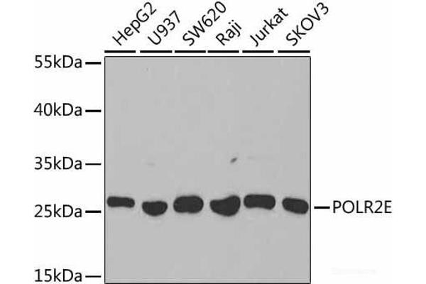 POLR2E antibody